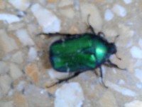 /album/galleria-fotografica/scarab-2-jpg/